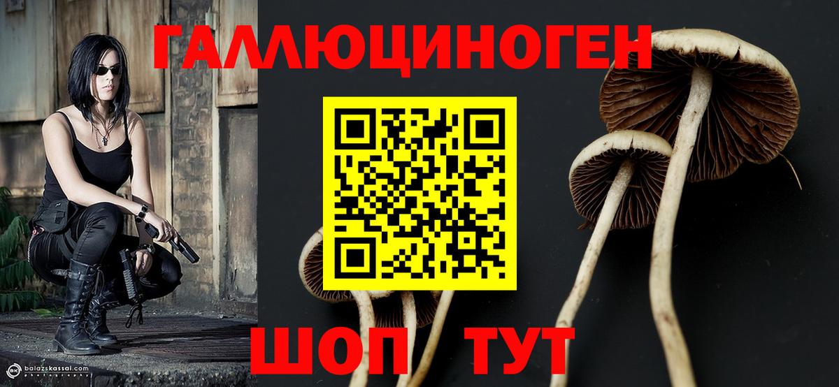 Псилоцибиновые грибы Psilocybine cubensis Великий Устюг
